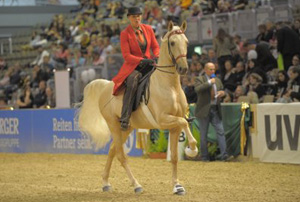 Fasziantion Pferd 2012